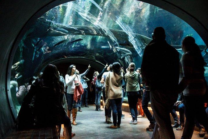 カリフォルニア科学アカデミー ナイトライフプラス入場券