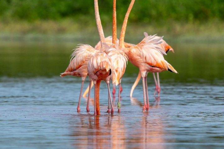 セレスティン生物圏ツアー：フラミンゴとビーチデー（メリダ発）