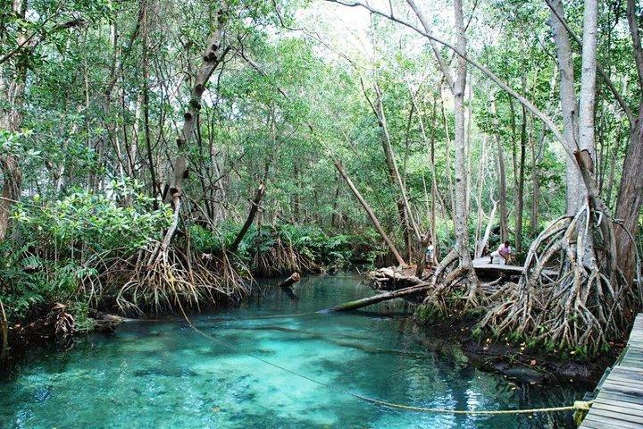 セレスティン生物圏ツアー：フラミンゴとビーチデー（メリダ発）