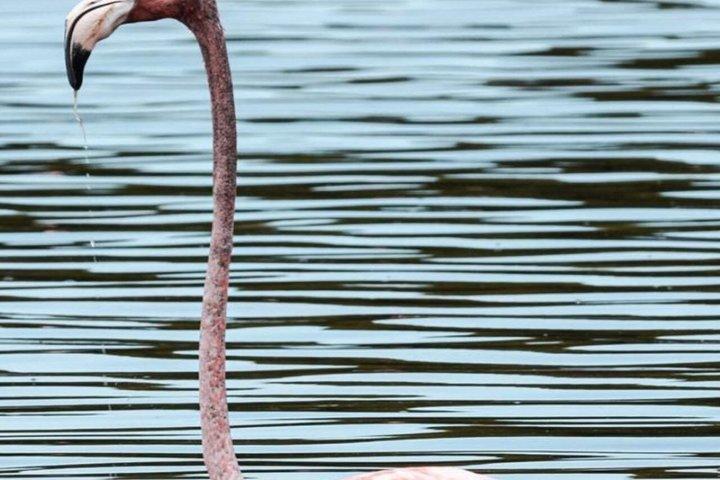 セレスティン生物圏ツアー：フラミンゴとビーチデー（メリダ発）