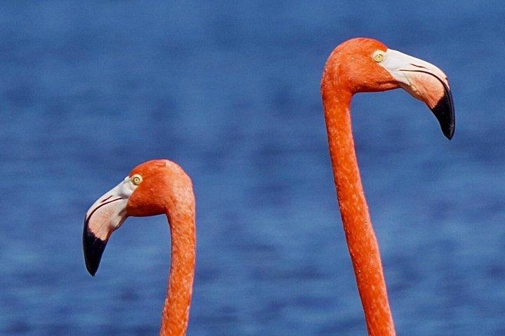 セレスティン生物圏ツアー：フラミンゴとビーチデー（メリダ発）