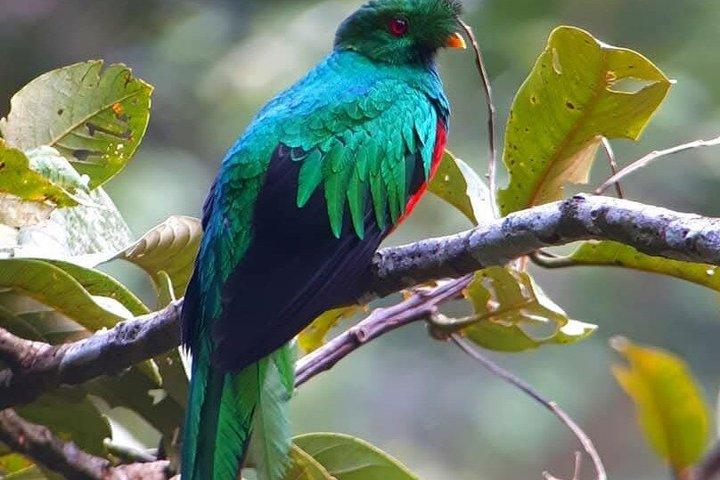 2 Day Manu National Park Adventure Experience
