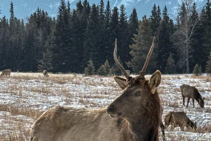 Abendliche Wildtier-Tour in Banff