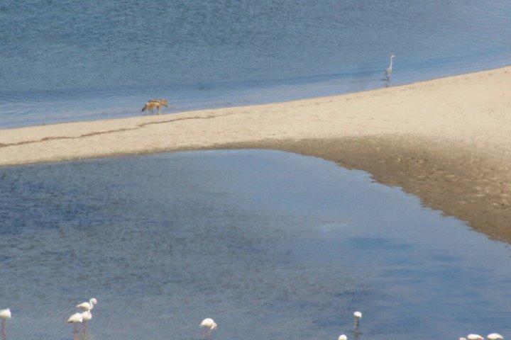 Sandwich Harbour 4x4 Guided Excursion