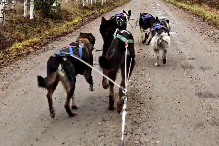 ハスキーカート・アドベンチャー・イン・ワイルドネスBBQ 4~6km セルフドライブ