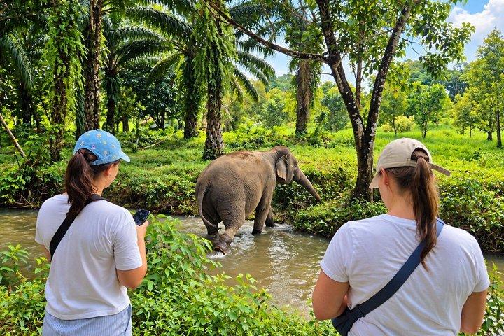 Khao Lak Elephant Sanctuary Small-Group Guided Tour