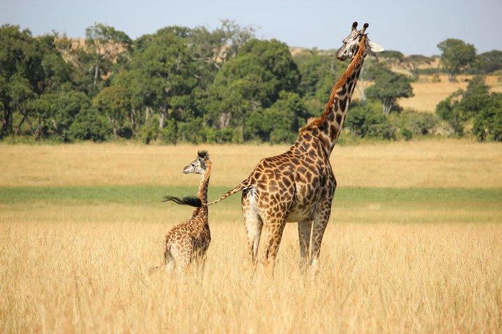 マサイマラ、ナクル湖、ナイバシャ湖での4日間のプライベートサファリ