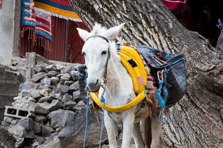 2Day Mount Toubkal Summit from Marrakech–Local Amazigh Experience