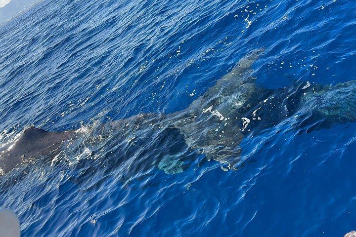 Unique whale watching experience in Mauritius