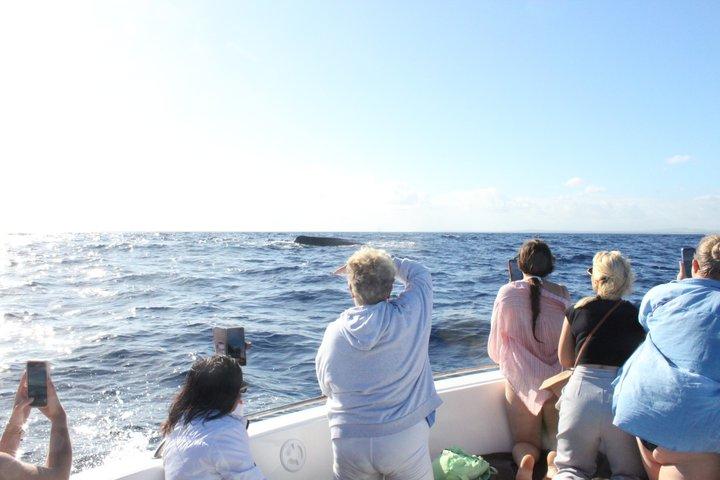 Unique whale watching experience in Mauritius