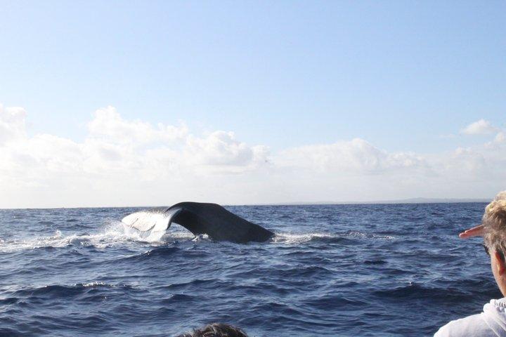 Unique whale watching experience in Mauritius