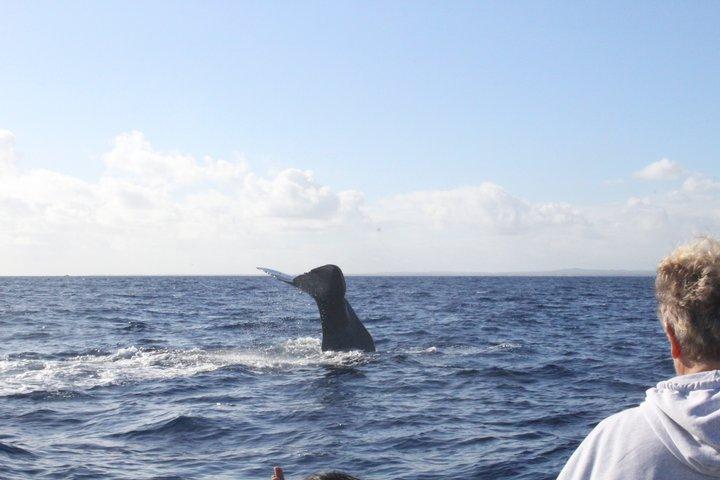 Unique whale watching experience in Mauritius