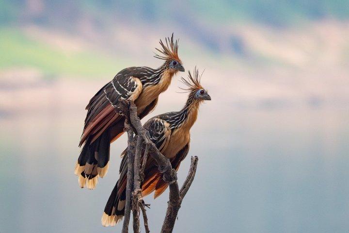 3-Day Private Andes to Amazon Tour: Birding, Wildlife & Jungle