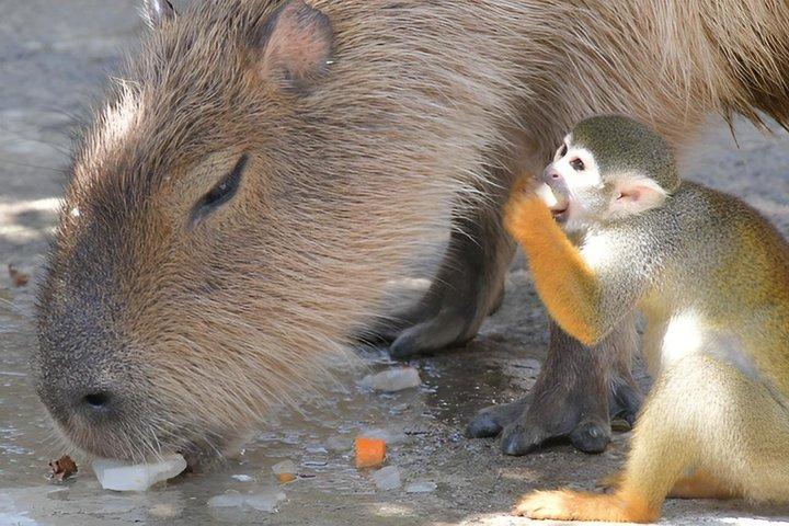 Puerto Plata City Tour with Capybaras and Monkeys