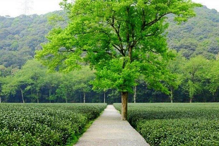 杭州プライベートツアー：雲西竹林道、臨殷寺＆茶村