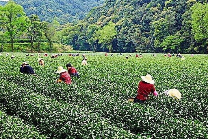 杭州プライベートツアー:雲西竹林道、臨殷寺&茶村