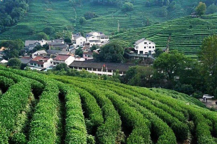 杭州プライベートツアー：雲西竹林道、臨殷寺＆茶村