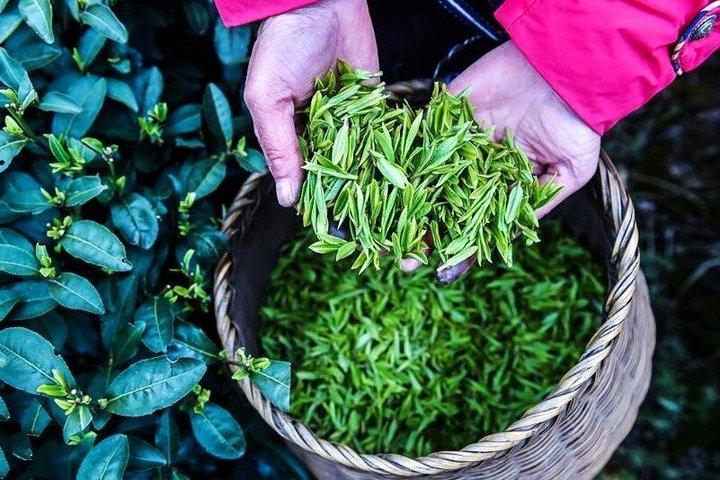 杭州プライベートツアー：雲西竹林道、臨殷寺＆茶村
