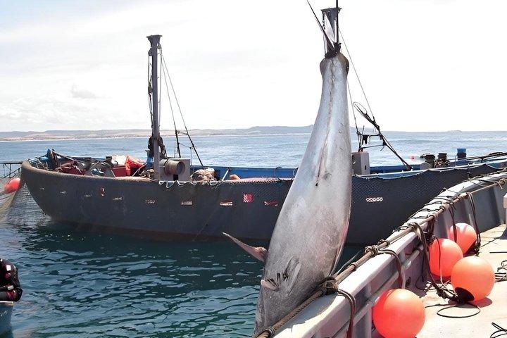 コニールのアルマドラバ釣りルート