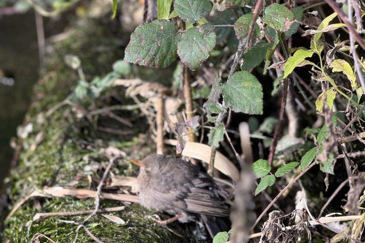 ザダル発クルカの滝アフタヌーンツアー（チケット付き）