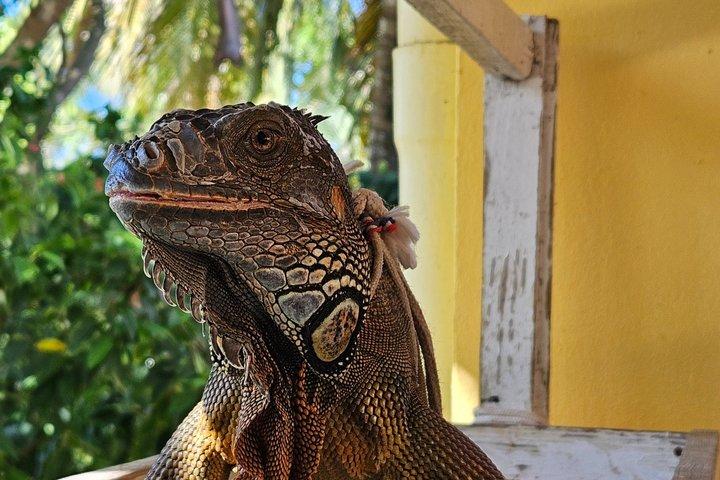Beach & Paradise: Punta Cana Horseback Riding Adventure