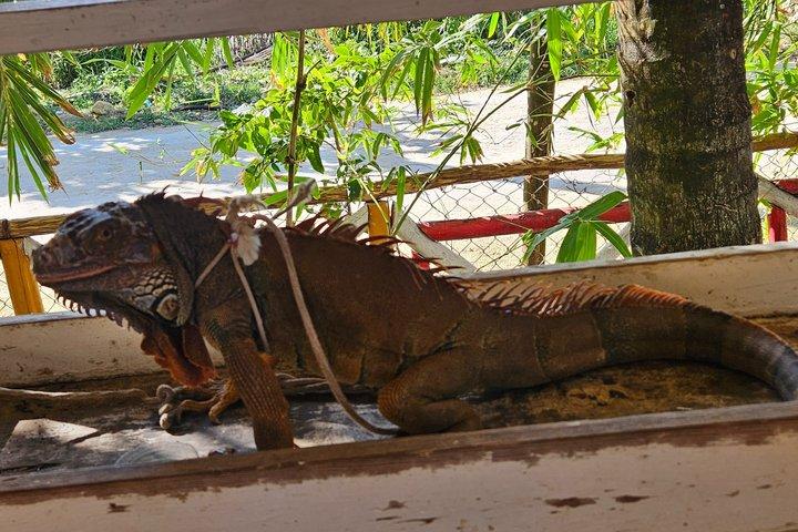 Beach & Paradise: Punta Cana Horseback Riding Adventure