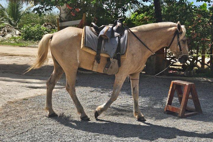 Beach & Paradise: Punta Cana Horseback Riding Adventure