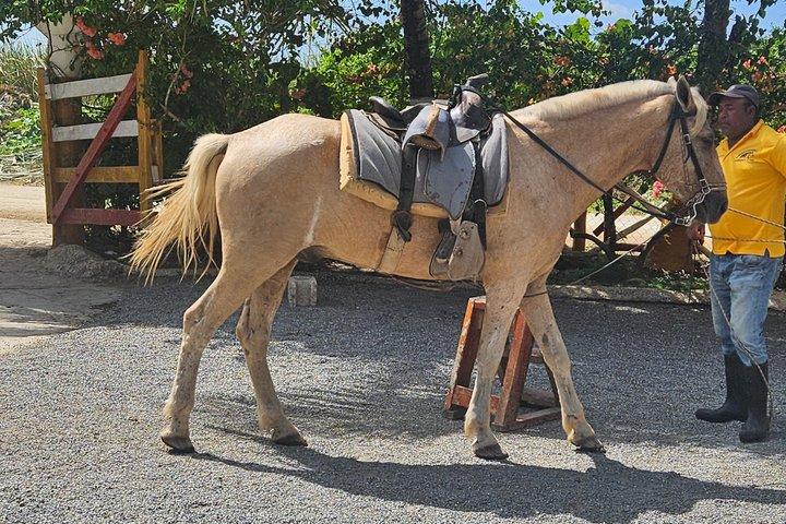Beach & Paradise: Punta Cana Horseback Riding Adventure