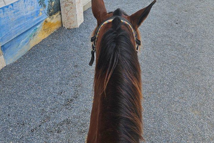 Beach & Paradise: Punta Cana Horseback Riding Adventure