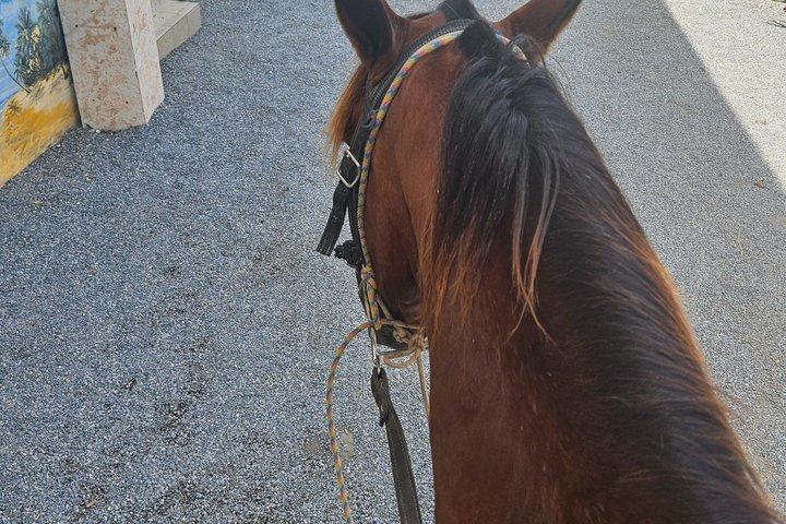 Beach & Paradise: Punta Cana Horseback Riding Adventure