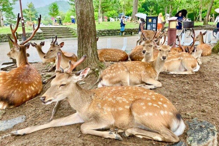 Tour privato da Kyoto Nara con una Guida autorizzata a livello nazionale