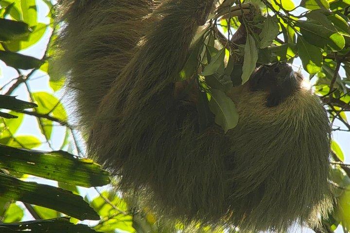 Mistico Park Arenal Hanging Bridges & Volcano Walk