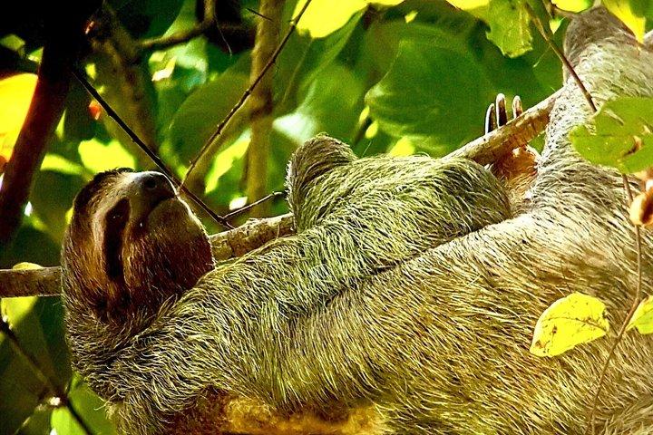 Mistico Park Arenal Hanging Bridges & Volcano Walk