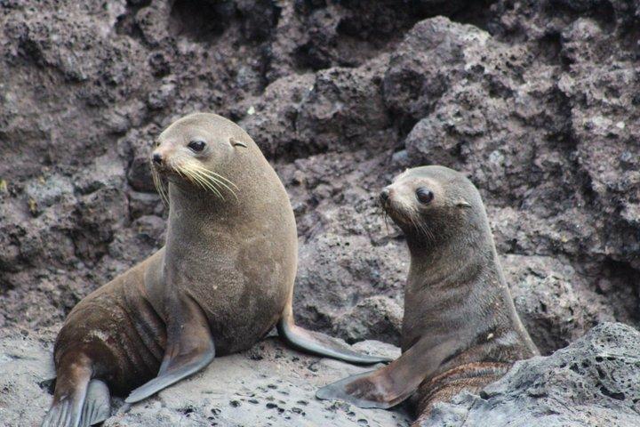 Akaroa Harbour Nature Cruise