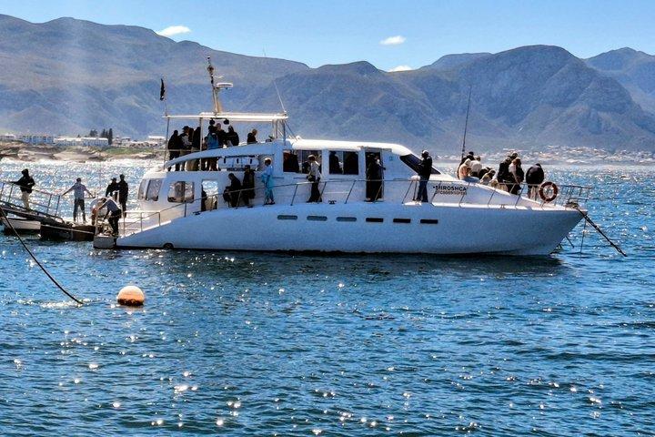 Cape Town Whale Watching Activity in Hermanus
