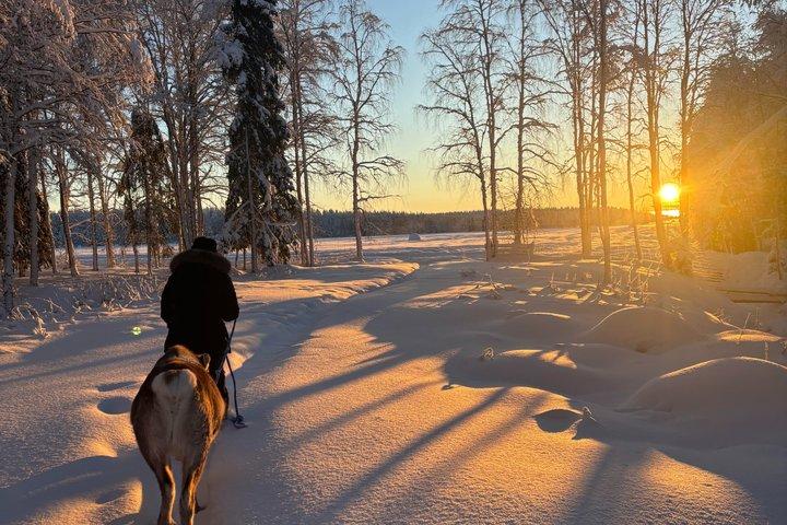 ROVANIEMI : トナカイ牧場見学と散策