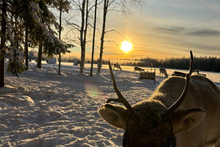 ROVANIEMI : トナカイ牧場見学と散策