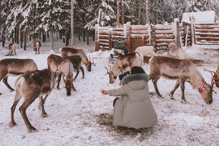 ROVANIEMI : トナカイ牧場見学と散策