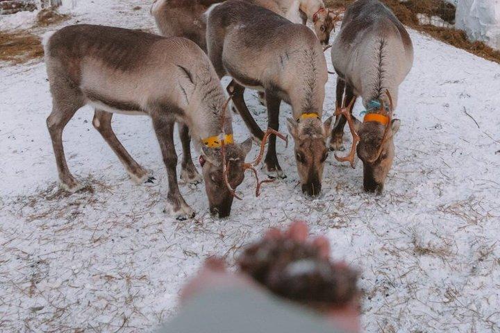 ROVANIEMI : トナカイ牧場見学と散策