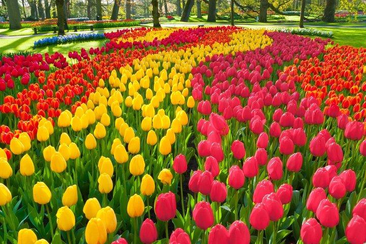Privat Zaanse Schans Vindruppor & Keukenhof-tur med Mercedes EQV