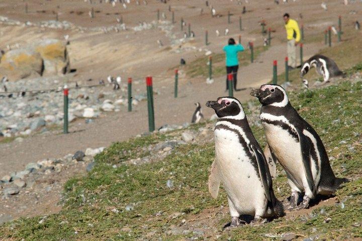 プンタ・アレーナス：サンタ・マルタ島とマグダレーナ島ペンギンボートツアー