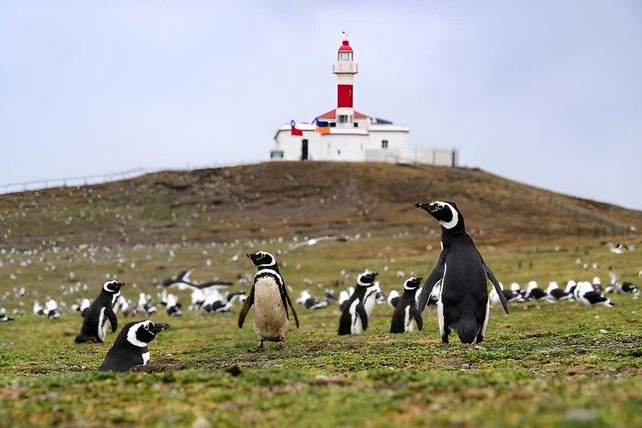 プンタ・アレーナス：サンタ・マルタ島とマグダレーナ島ペンギンボートツアー