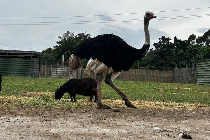 チーターアウトリーチ＆キリンとの出会いとライオンパークプライベートツアー