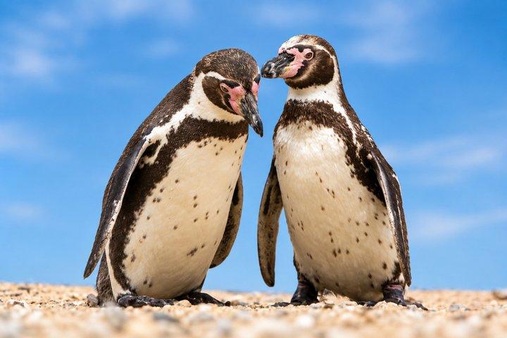 リマ：パラカス＆ワカチナ-イスラスバジェスタスとサンドボードへの日