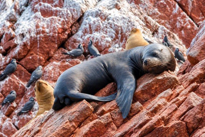 リマ：パラカス＆ワカチナ-イスラスバジェスタスとサンドボードへの日