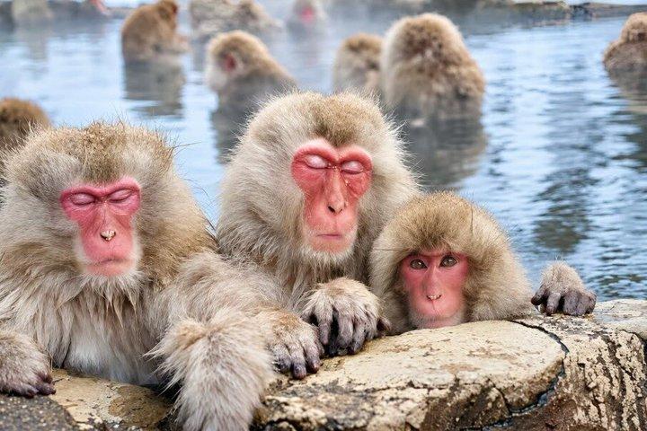 From Tokyo: Private Day Trip to Snow Monkey & Zenkoji