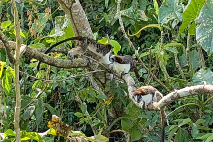 パナマ運河とガトゥン湖のモンキーアイランド