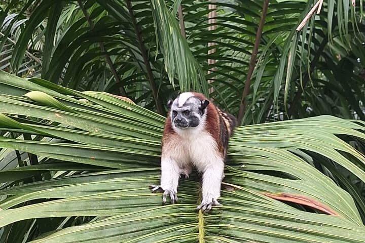 パナマ運河とガトゥン湖のモンキーアイランド
