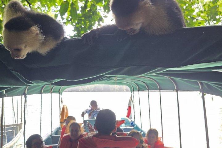 パナマ運河とガトゥン湖のモンキーアイランド