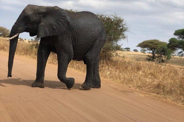 4 Day Northern Serengeti Migration Safari Fly in and out